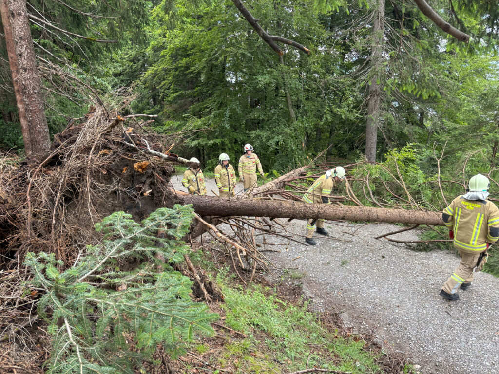 2024_06_22_Baum_auf_Forstweg_003_01