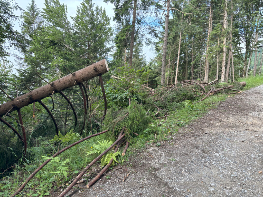 2024_06_22_Baum_auf_Forstweg_010_01