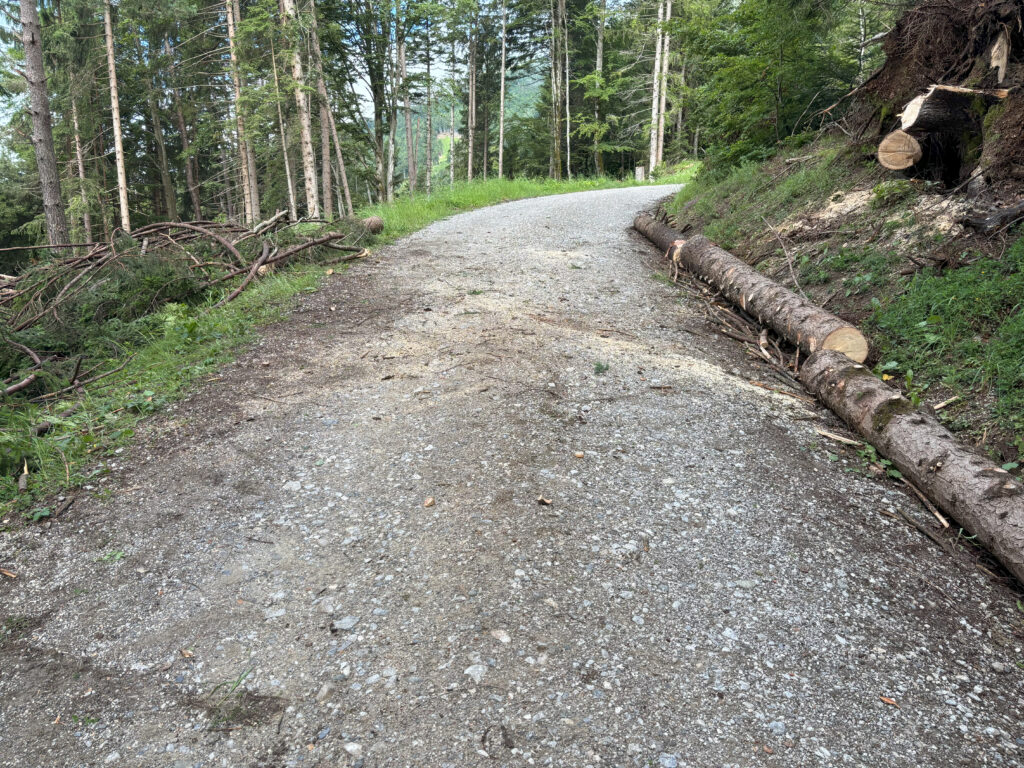2024_06_22_Baum_auf_Forstweg_012_01