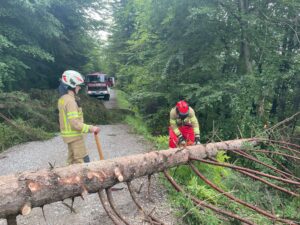 2024_06_22_Baum_auf_Forstweg_014